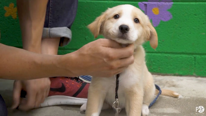 The Dog Adoption Specialist